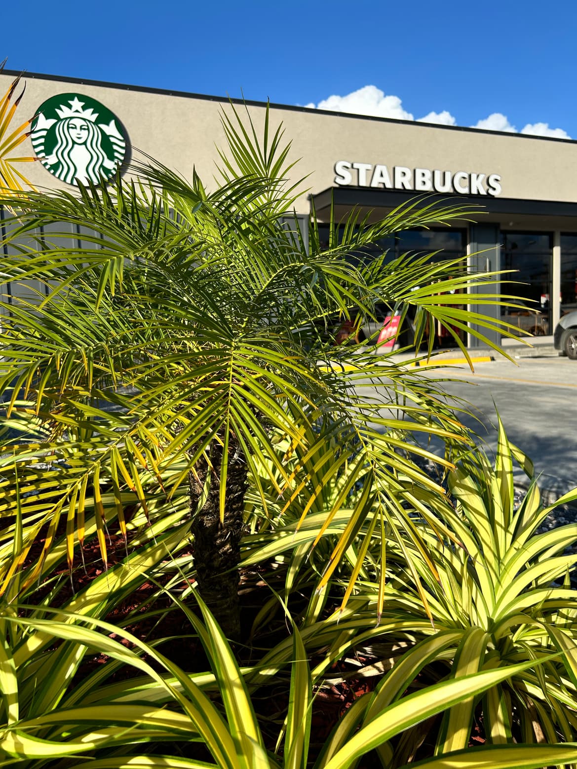 Flower moment from Starbucks